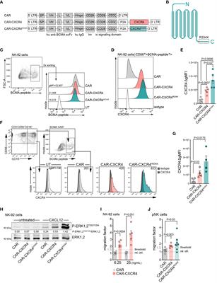 CXCR4 has a dual role in improving the efficacy of BCMA-redirected CAR-NK cells in multiple myeloma